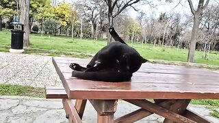 It's cleaning time, the black cat is very fond of cleaning.