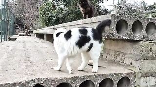 Long whiskered and very handsome tuxedo street cat.