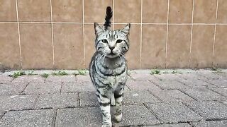 A Very Cute Gray street cat whose Patterns you will admire.