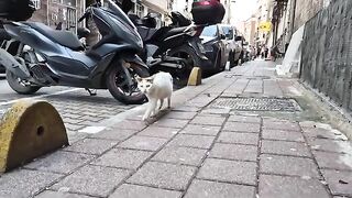 Poor Homeless Pregnant Cat is Very Hungry.