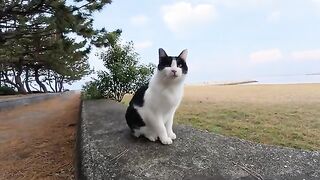 Hachiware Cat: “I’d rather feel my brother’s warmth than a human’s lap!”