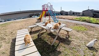 I visited a cat gathering where only brown tabbys and Siamese were allowed to participate.