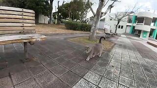 Totoro cat jumps onto a human's lap when he sits on the bench