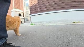 A brown tabby cat walks slowly to a sunny place and lies down.