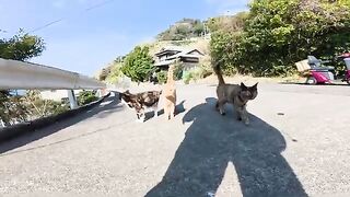 The three cats said, "Come here!" and guided me to my friends.