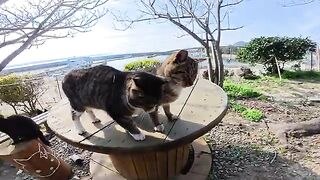 A lot of cats gathered around the table by the seaside.