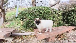 Siamese cat couple making out without worrying about other people's attention