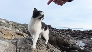 When I went to a reef in the sea, a long-legged beetle cat spoke to me in a cute voice.