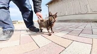 When I took the rusty kitten to the park, the senior cats played with him.