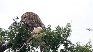 Cheetah Top of The Tree