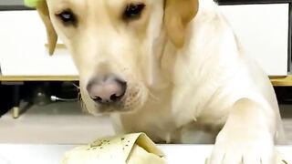 الكلب والفطيرة مضحك جدا// The dog and the pie is very funny