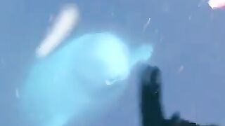 Beluga whale returns a girl's phone which accidentally fell into the water