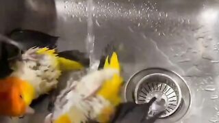 Parrots having a play time