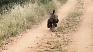 A baby rhino