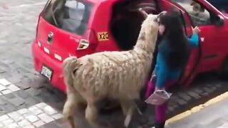 Just a normal day in Peru