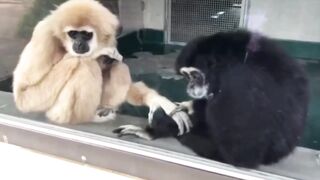 Gibbon couple holding hands. They are monogamous and mate for life