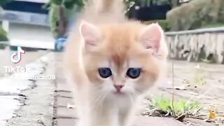 Cute cats The most beautiful cat