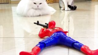 A beautiful cat defending his beloved white cat