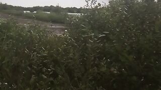 injured bird in mangrove forest