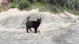 A cheerful Siamese cat chases away a black cat and squirms