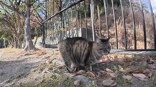 A friendly couple of a fat tabby cat and a beautiful brown tabby cat.