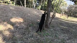 A ragdoll-like cat and a black cat take a walk in the park in the evening