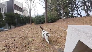 When you try to nade the Hachiware cat, a mama cat who looks like Mame Daifuku interrupts.