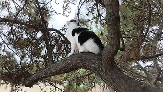 A calico cat mom sits on a human's lap and watches her son play innocently.