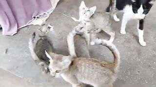 Cat and kittens eat breakfast