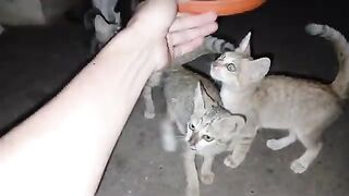 Kittens eat food before going to bed