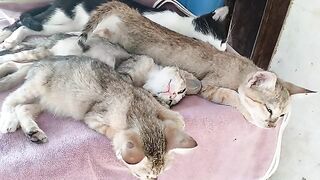 Cats and kittens sleep well