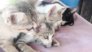 The kittens lick each other after lunch