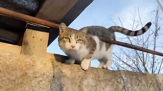 cat who likes to walk in the snow