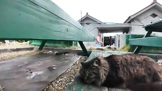 Cat sleeping on the bench of an ice cream shop