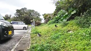 The two cats in the parking lot tried to run away, but they ended up coming to attack them.