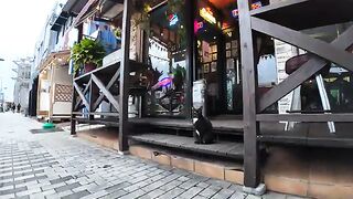 A cat wearing a tuxedo was calling at a restaurant facing the main street.