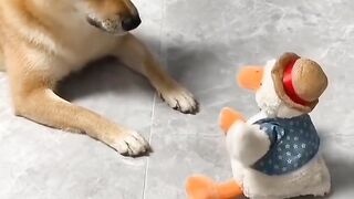 Dog funny video