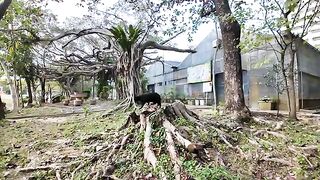 A black cat who was sleeping on the roots of a tree, comes down to get mofu when someone comes.