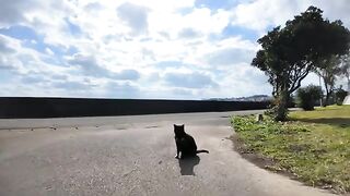 A cat on the breakwater lies down even before being petted