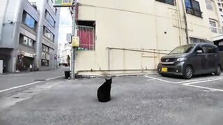 I met a friendly black cat at a coin parking lot in the city.