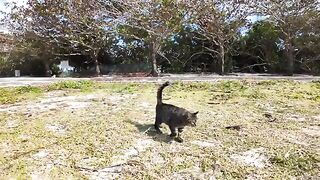 Walk with a cat on the sandy beach