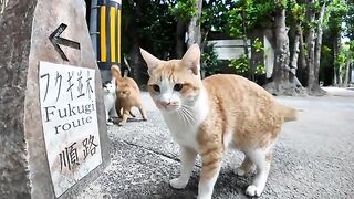 Cats want to smell the camera