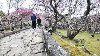 Although the cherry blossom festival is in progress, the castle lord's calico cat never misses his usual patrol of the castle.