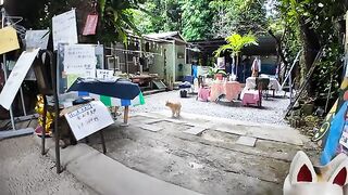 A mysterious cat cafe on a tree-lined street?! A cat goes out to attract people