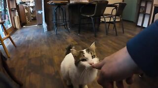 I was drinking coffee at a cafe when a cat came in.