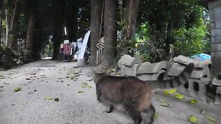 A cat begging for a snack from a passerby