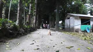 A brown tabby cat I met on a tree-lined road