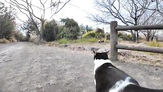 Cats eating crunchy food in a cat house in a vacant lot on the side of the road