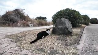 A cat in the park greets you when you see its face