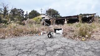 I went to a cat's house in a vacant lot next to the road.